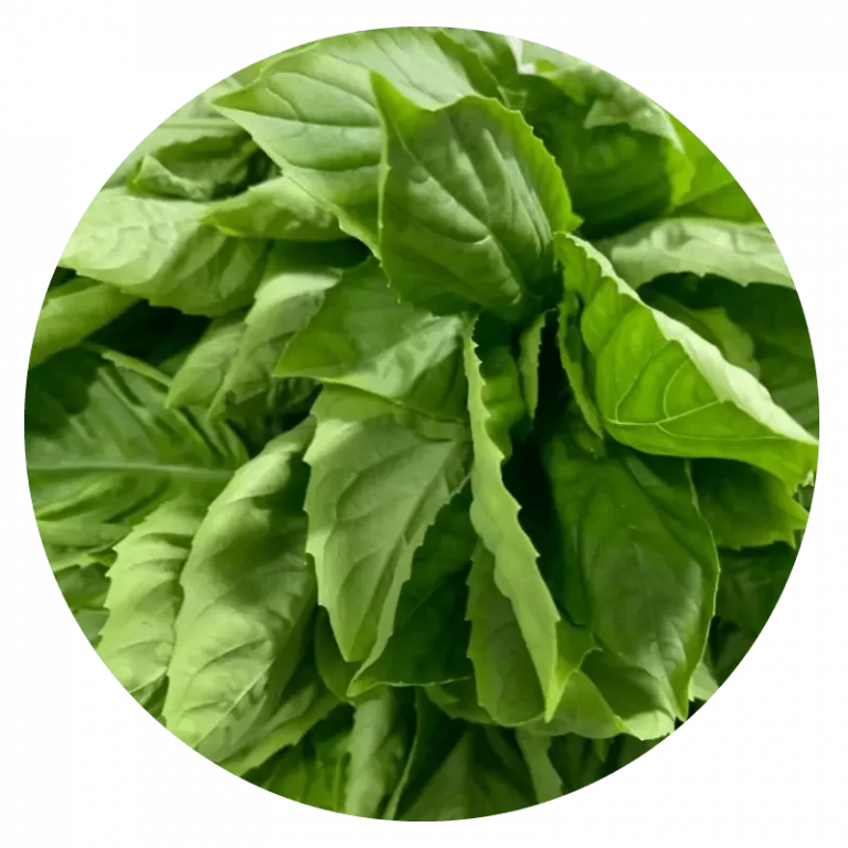 Albahaca-459g-min