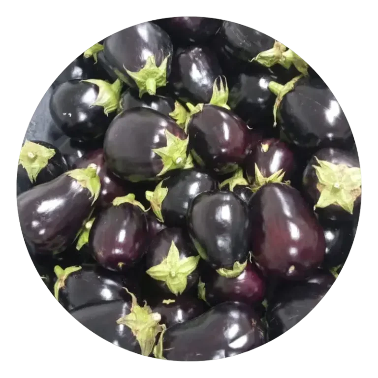 berenjena morada organica comun